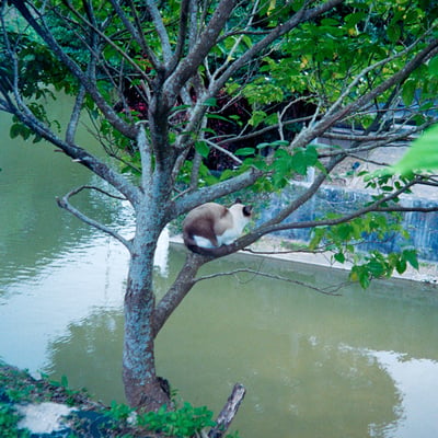 首里城公園内の猫