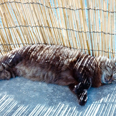 好きな猫写真