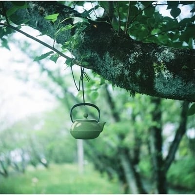 茶瓶を枝に吊り下げてみた