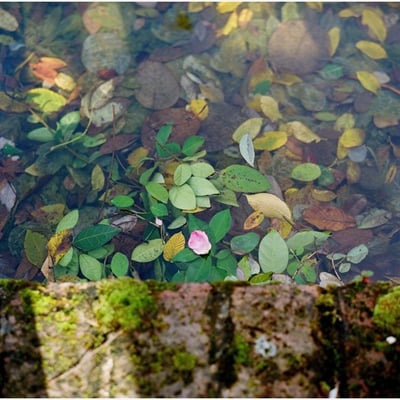 花びら