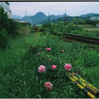 線路沿いの薔薇