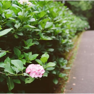 紫陽花