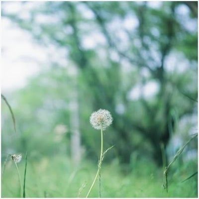 10年前のタンポポ