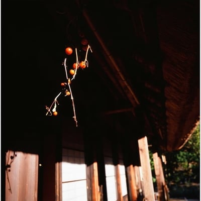 紅い実