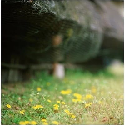 タンポポ