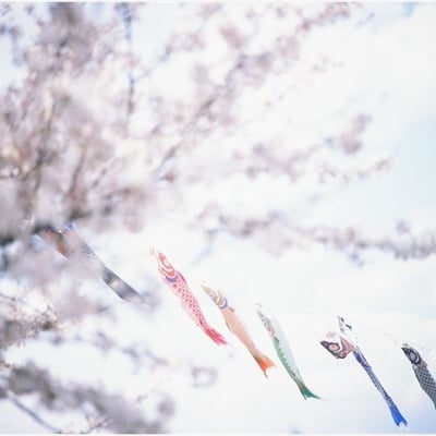 桜と鯉