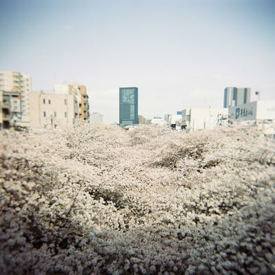 桜海