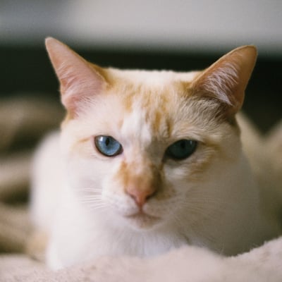 愛猫