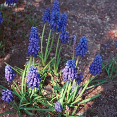公園の花