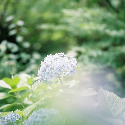 季節の花(6月)