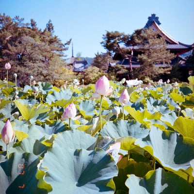夏の花