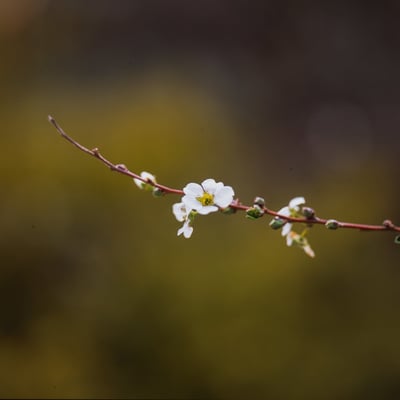 一枝の花