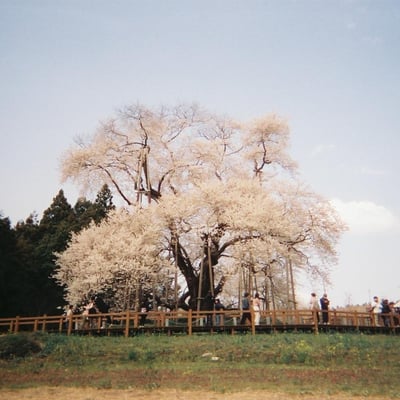 戸津辺の桜