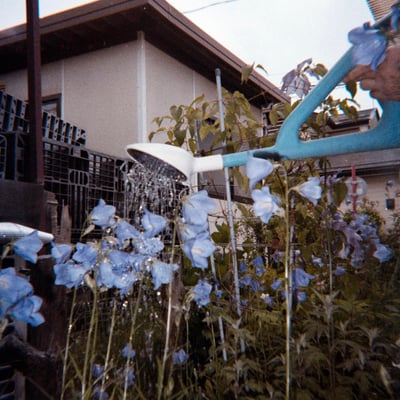 桔梗の花よ、元気になれ