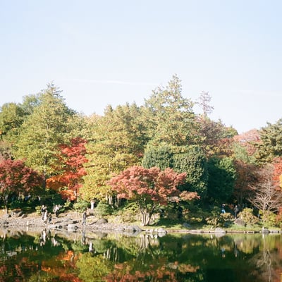 🍁