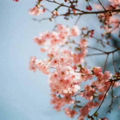 🌸