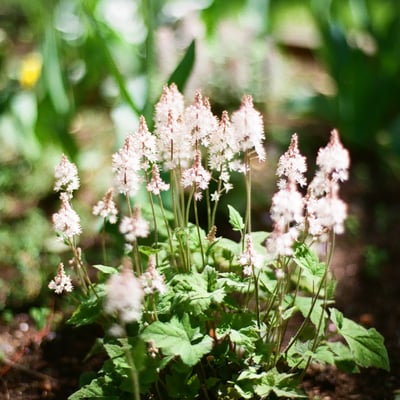 Tiarella
