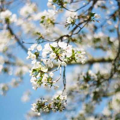 🌸