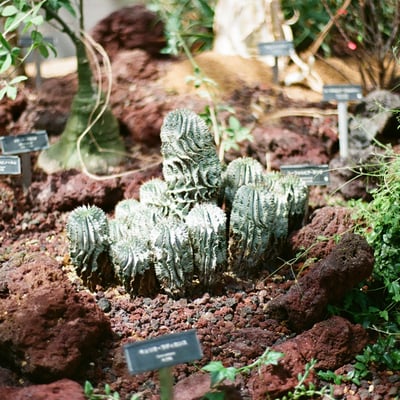 🌵
