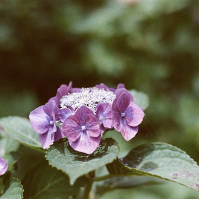 アジサイまつり💠