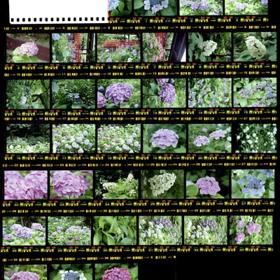 紫陽花