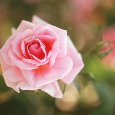 ポートレート風な薔薇写真