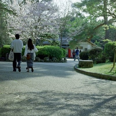 桜咲く頃 snap