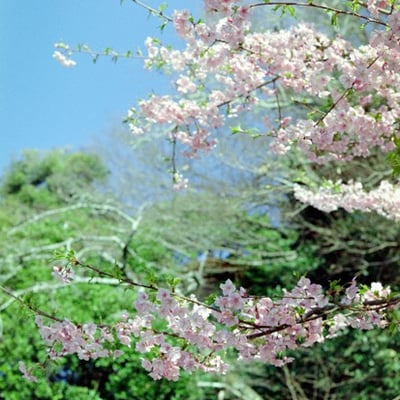 岐阜公園の桜