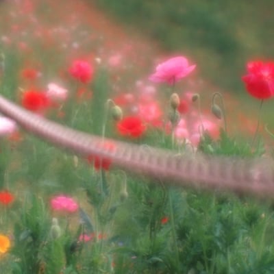 ひなげしの花