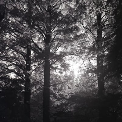 黄色に紅葉した樹