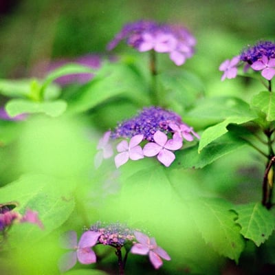 紫陽花