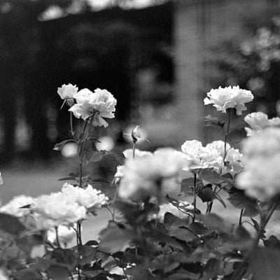 白黒で薔薇