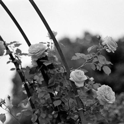 トライXな薔薇景色