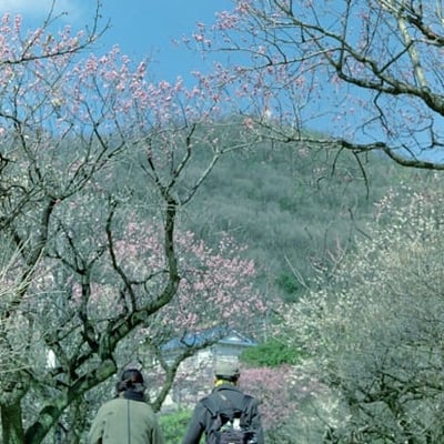 春寸景