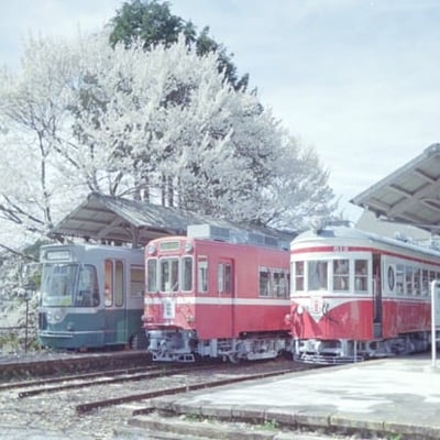 SA・KU・RA・NO・KI・SE・TSU