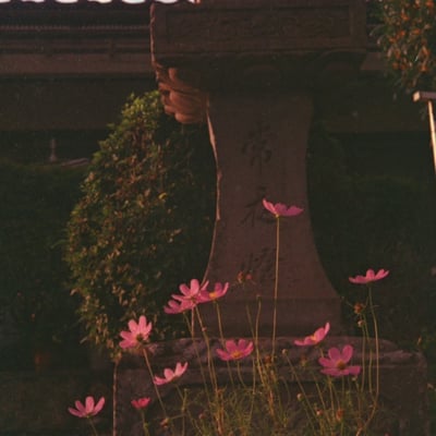 西陽