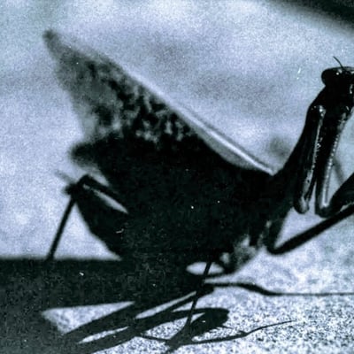 ファイティング・ポーズ