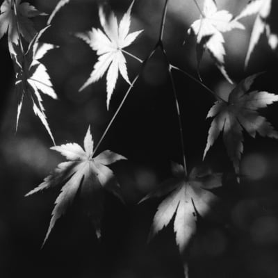 紅葉🍁