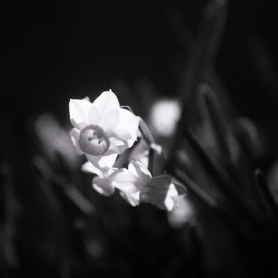 水仙