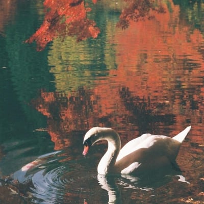 白鳥と紅葉のリフレクション