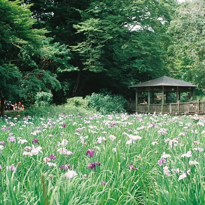 菖蒲園