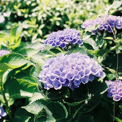 紫陽花