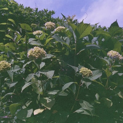 紫陽花