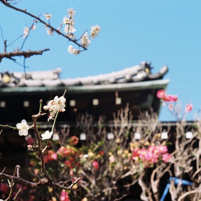 青空と、梅