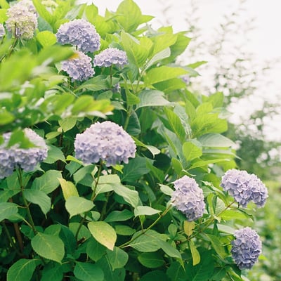 紫陽花