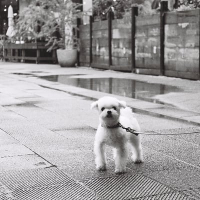我が家のアイドル………愛犬