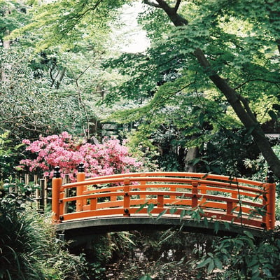 ツツジ