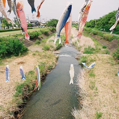 こいのぼり🎏
