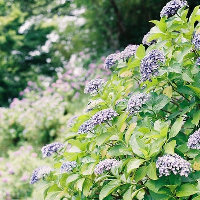 紫陽花