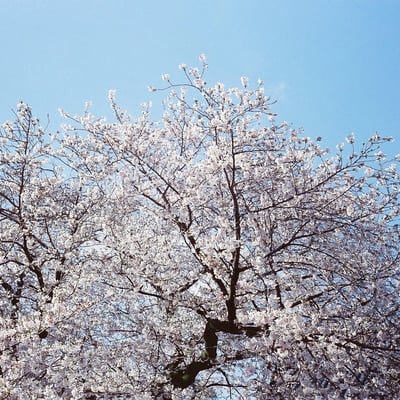 満開🌸
